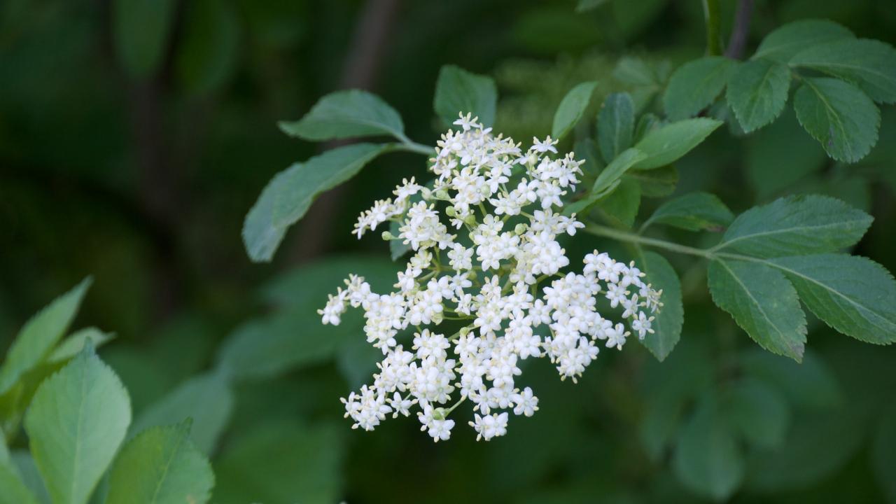 ワインから花のアロマを感じてみよう エノテカ ワインの読み物