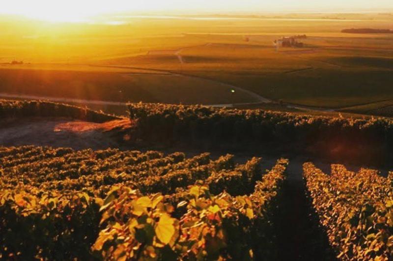 ワリス・ラルマンディエ WARIS LARMANDIER | エノテカ - ワイン通販