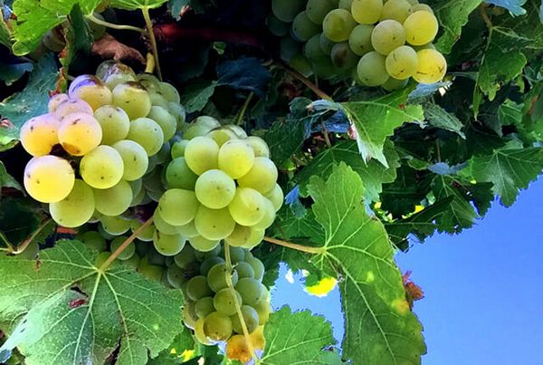 1月23日（金）～ 1月25日（日）世界を旅するソーヴィニヨン・ブラン