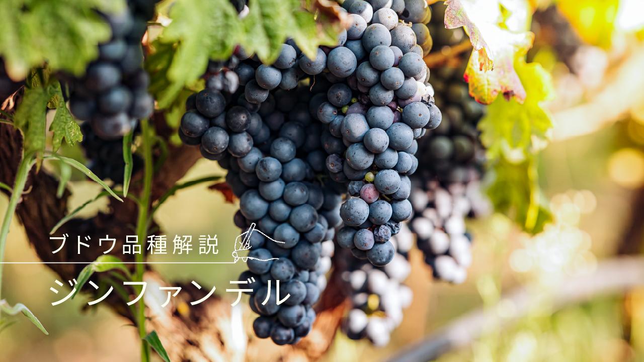 ジンファンデル