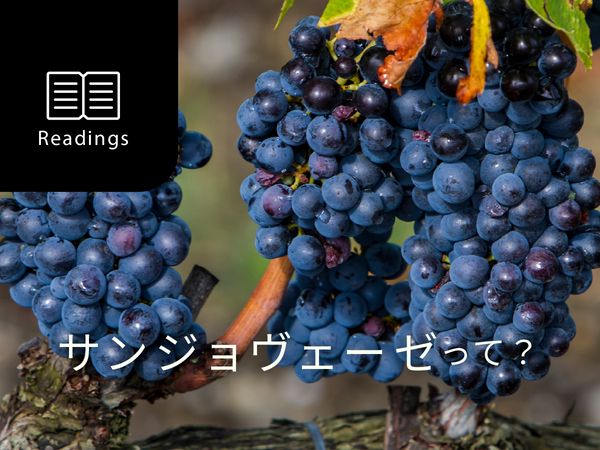 【ブドウ品種を知ろう】サンジョヴェーゼとは？