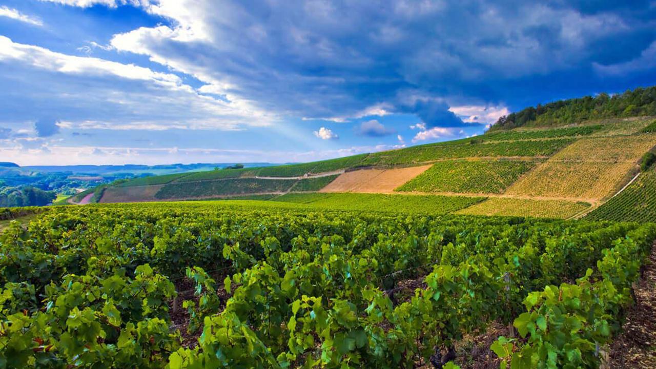 ブルゴーニュ愛好家よ、今こそシャブリを！ | エノテカ - ワインの読み物