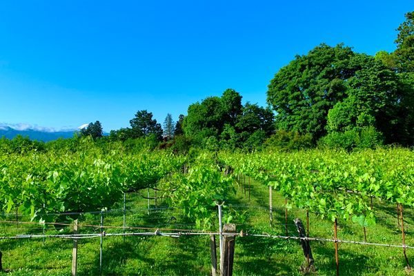 駒園ヴィンヤード / COMAZONO VINEYARD