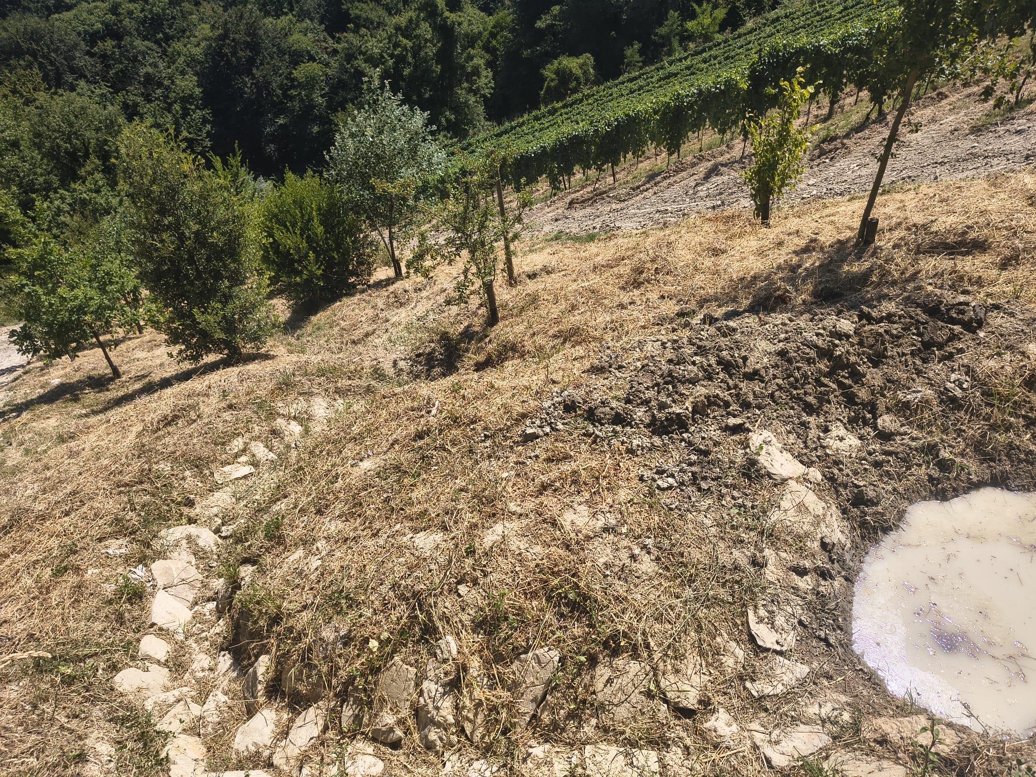 水の流れを緩やかにするために谷間に木を植える作業