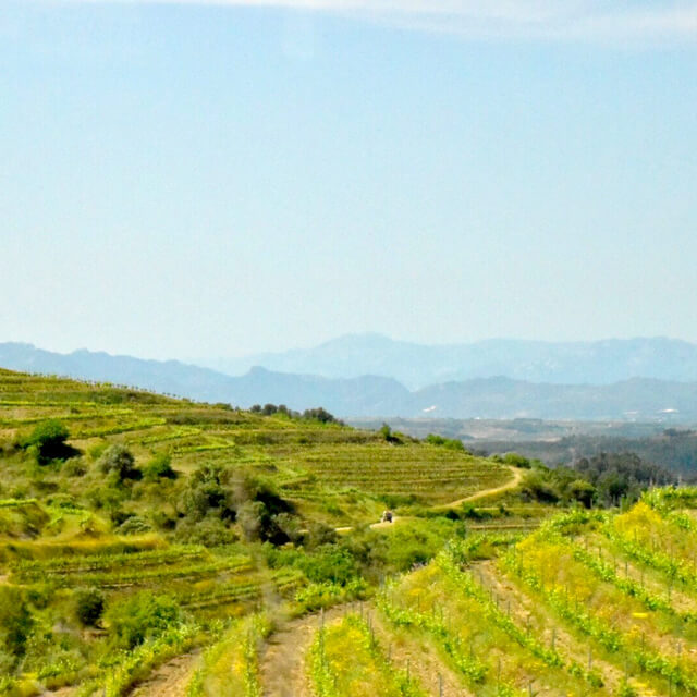 カタルーニャのプリオラートのブドウ畑