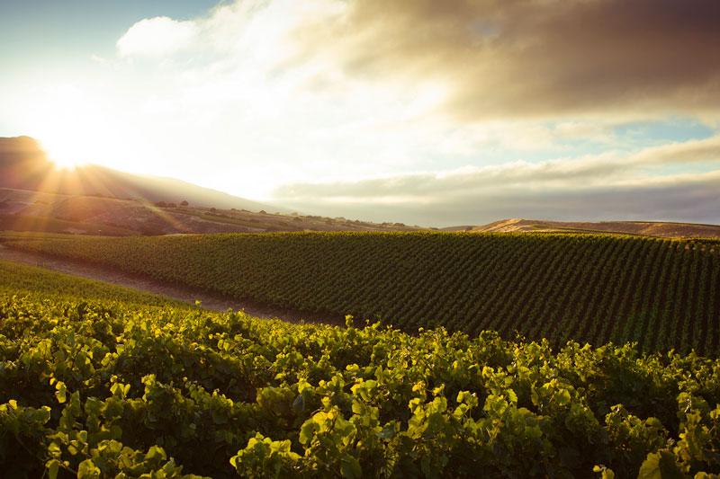 La Crema Monterey Pinot Noir(ラ・クレマ モントレー ピノ