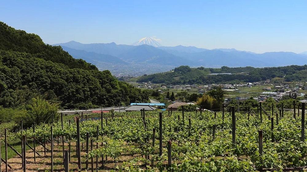 知っておきたい日本のワイン産地