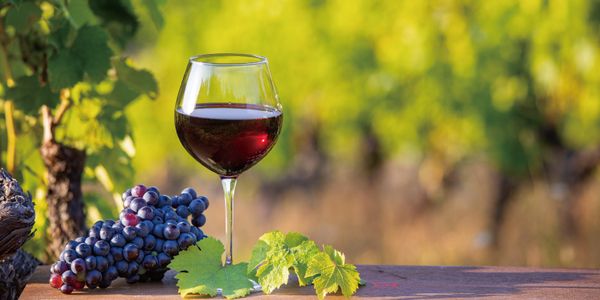 【国際ピノ・ノワールデー】3種のピノ・ノワールを飲み比べてみましょう