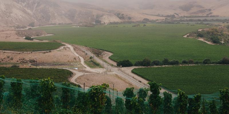 ドメーヌ・ド・ラ・コートが所有するブドウ畑