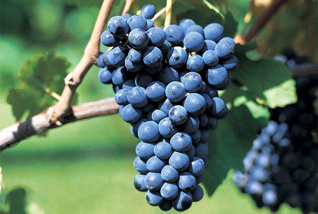 イタリアで大人気の黒ブドウ 幅広いスタイルのワインを生み出すバルベラ エノテカ ワインの読み物