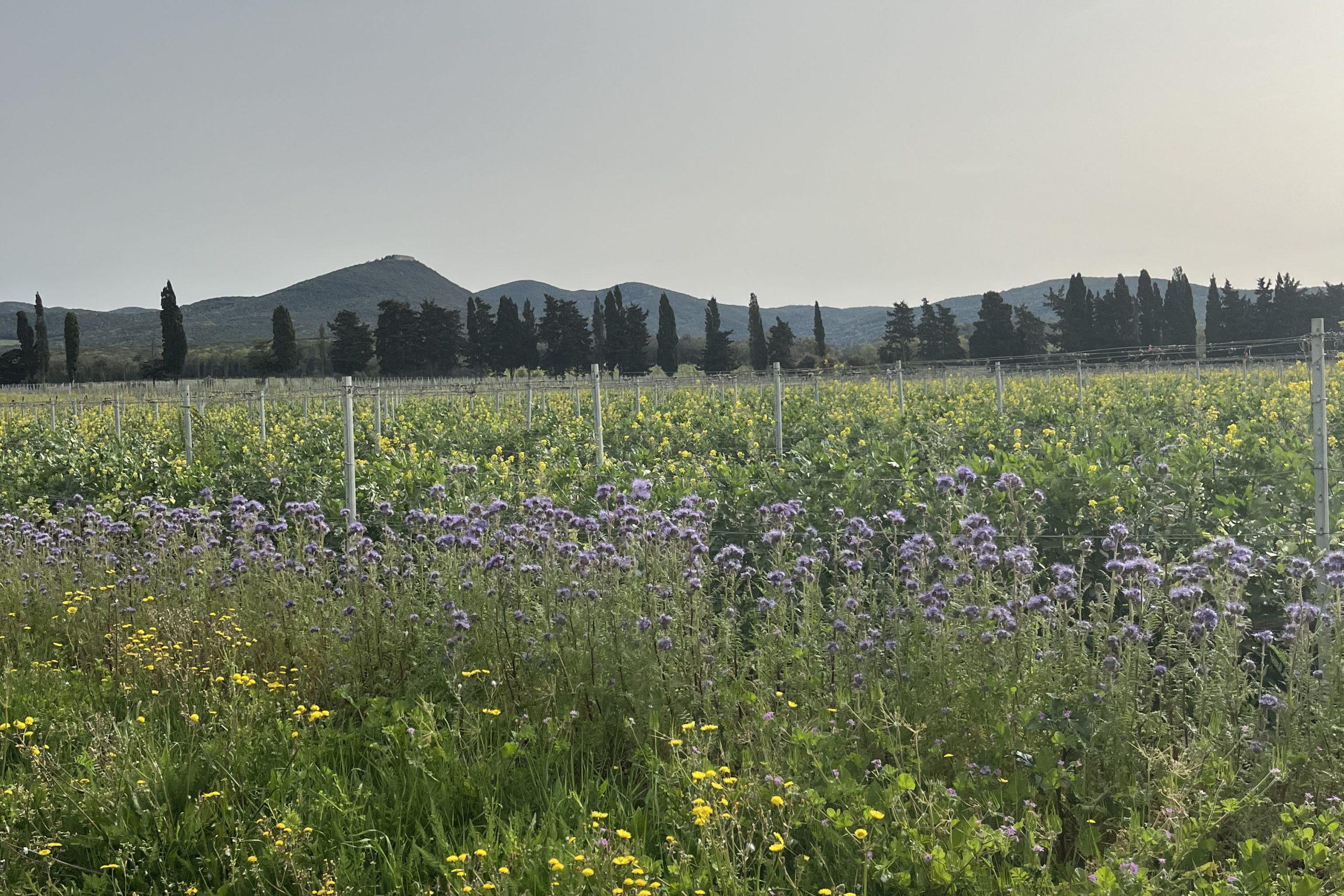 ボルゲリに広がる美しい自然