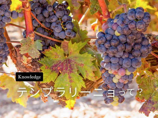 【ブドウ品種を知ろう】テンプラニーリョとは？