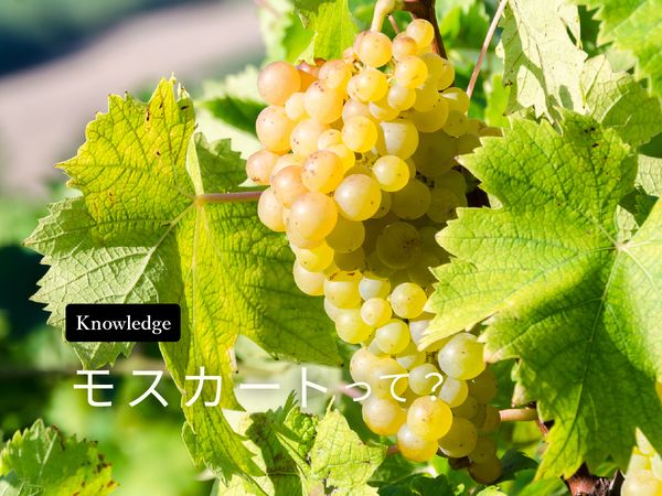 【ブドウ品種を知ろう】モスカートとは？