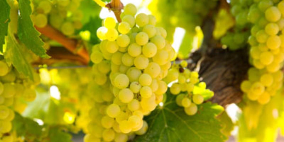 オーベール・ワインズ / AUBERT WINES