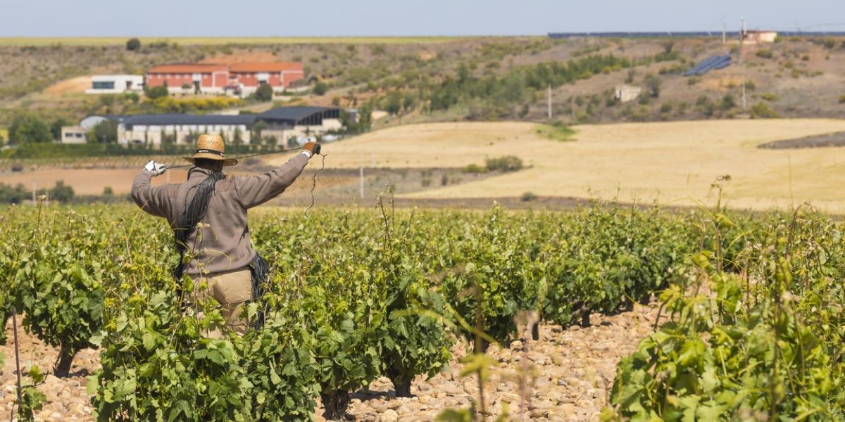 ボデガス・イ・ヴィニェドス・ピンティア (ベガ・シシリア) / BODEGAS Y VINODOS PINTIA