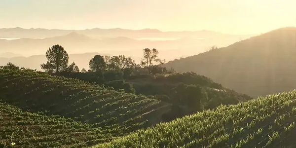 【渋谷ヒカリエ店】ピノ・ノワールで巡る、アメリカ3生産者を識る