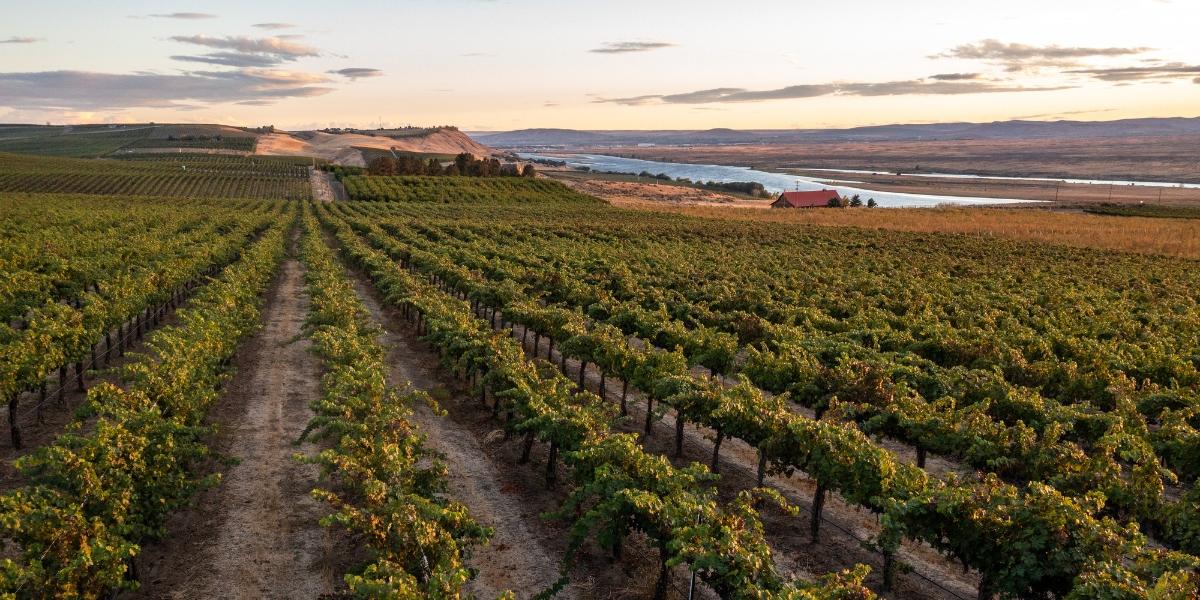 マシューズ / MATTHEWS