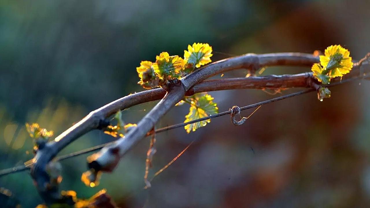 萌芽