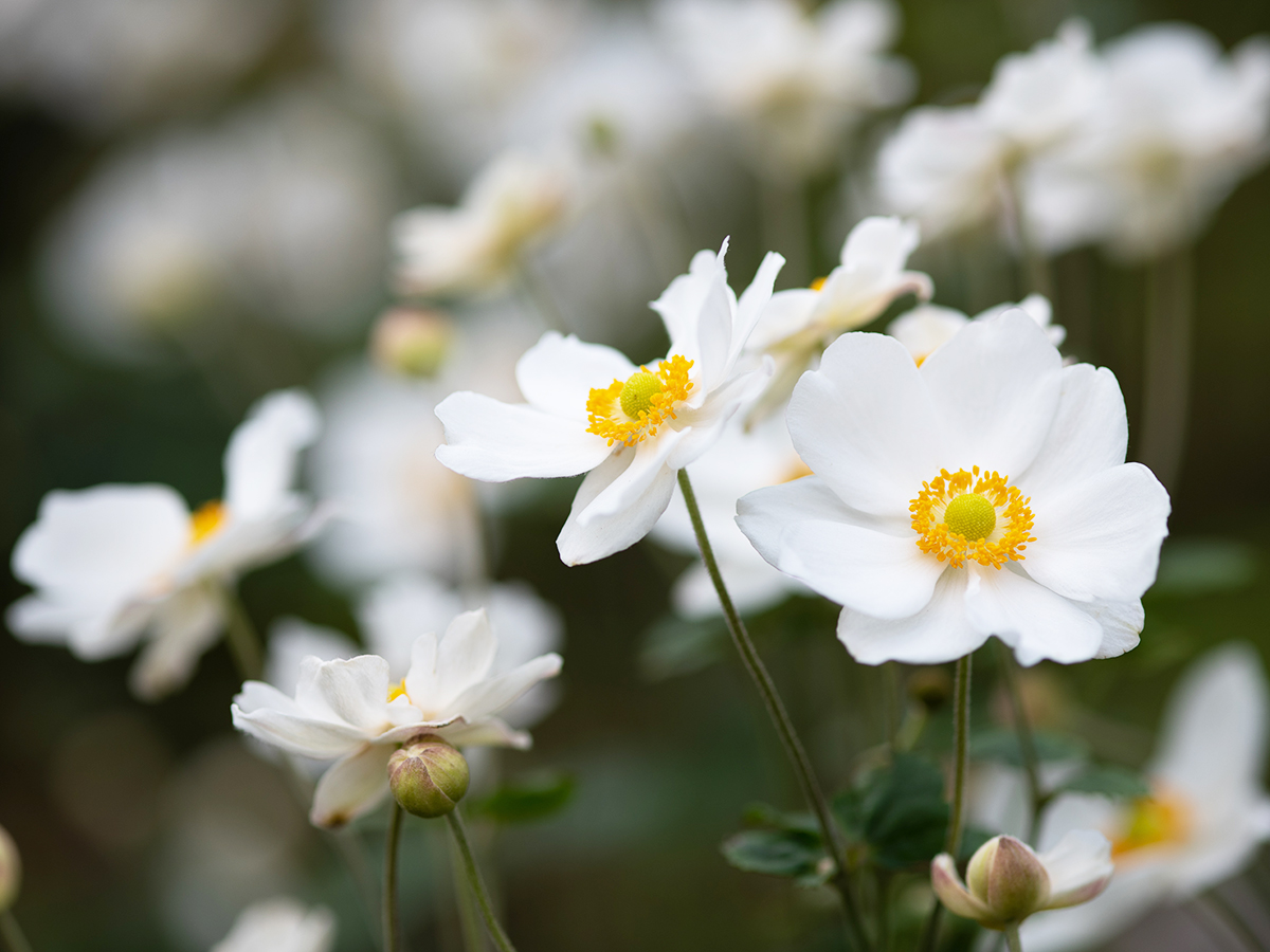 白い秋明菊