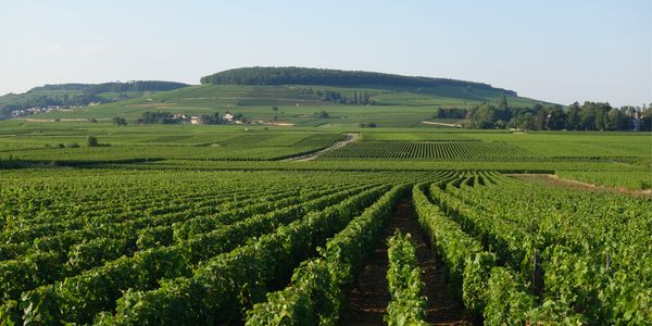 トロ・ボー / TOLLOT BEAUT