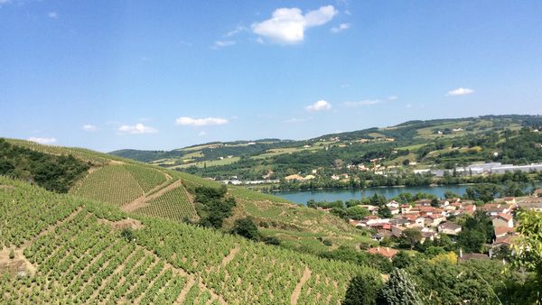 南フランスを代表する産地「ローヌ地方」のワインの魅力