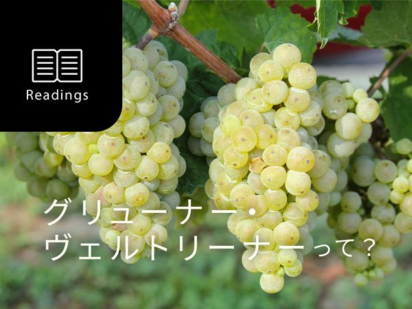 【ブドウ品種を知ろう】グリューナー・ヴェルトリーナーとは？