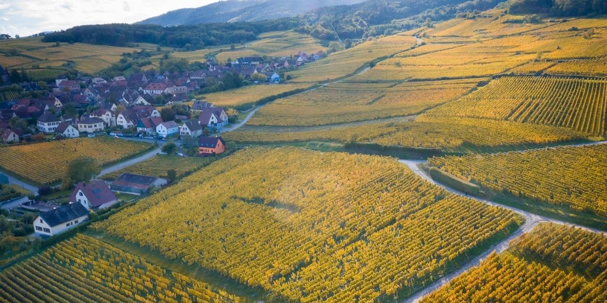 空から撮影したクロ・サンテューヌの畑