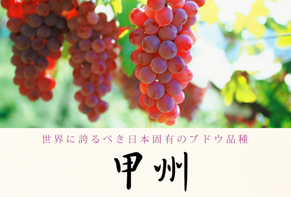 世界に誇るべき日本固有のブドウ品種「甲州」