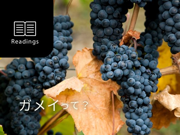 【ブドウ品種を知ろう】ガメイとは？