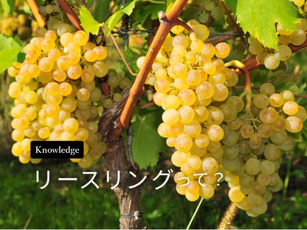 【ブドウ品種を知ろう】リースリングとは？