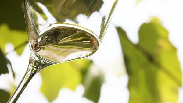 普段飲みに最適！ミュスカデの特徴