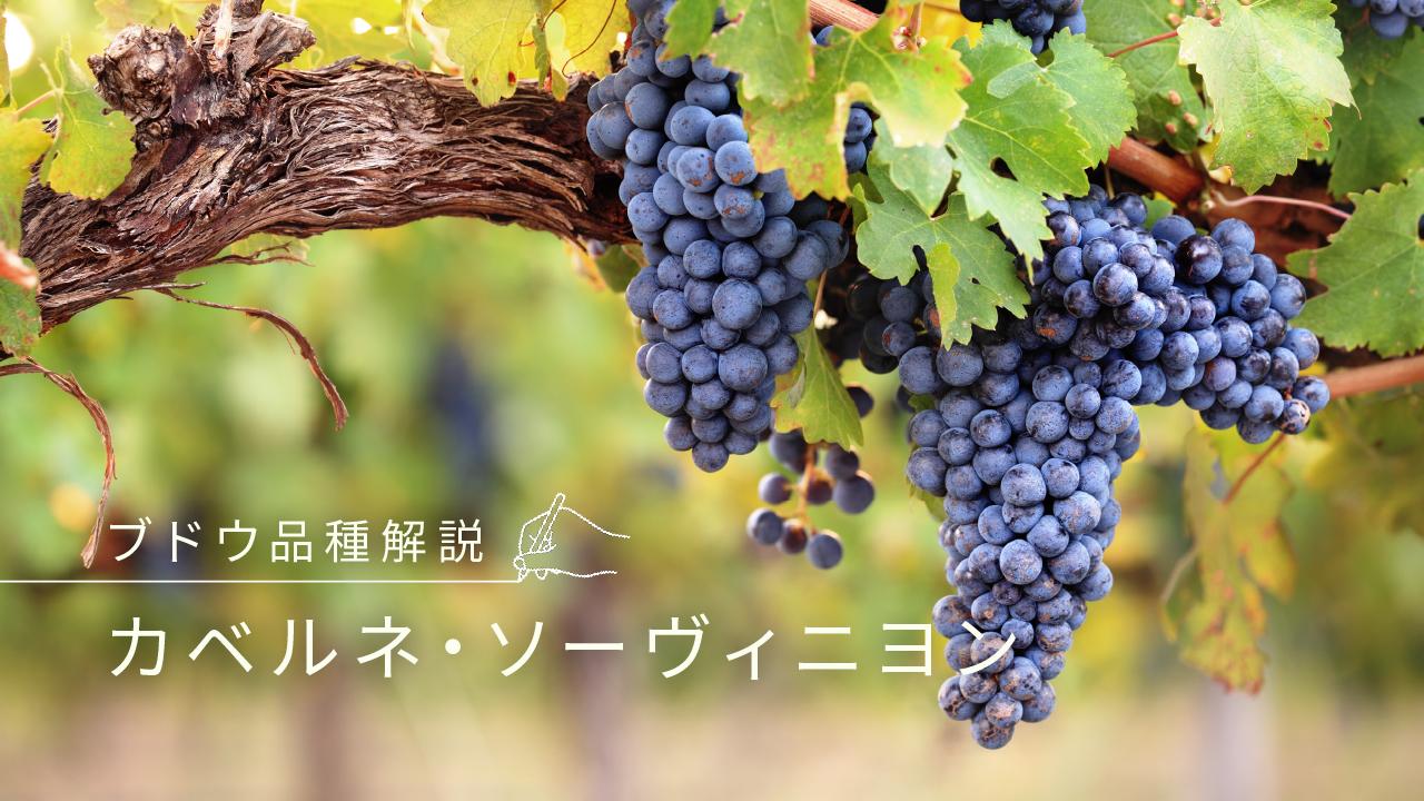 カベルネ・ソーヴィニヨン