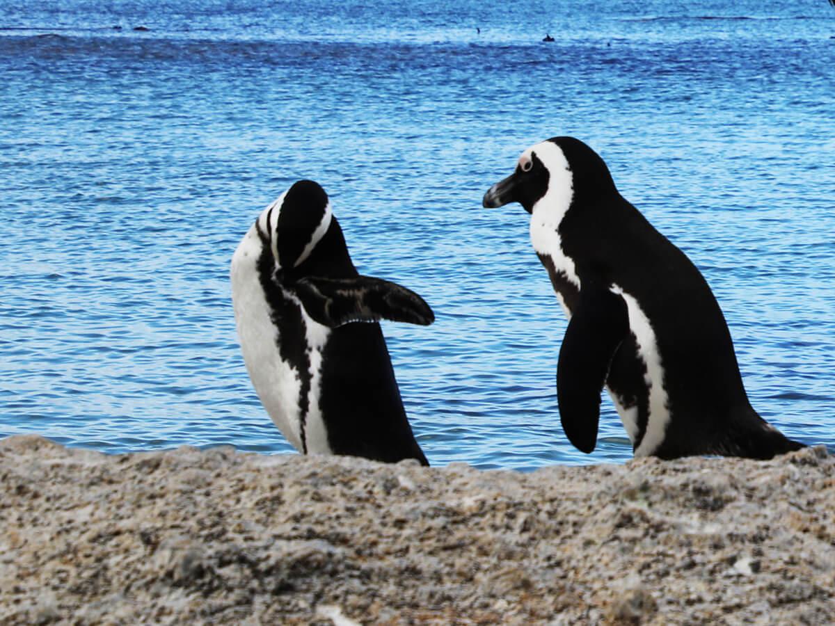 ボルダーズビーチのペンギン