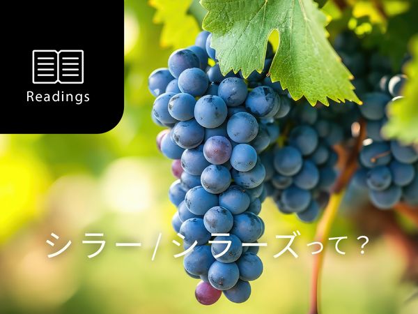 【ブドウ品種を知ろう】シラーとは？