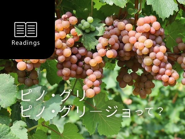 【ブドウ品種を知ろう】ピノ・グリとは？